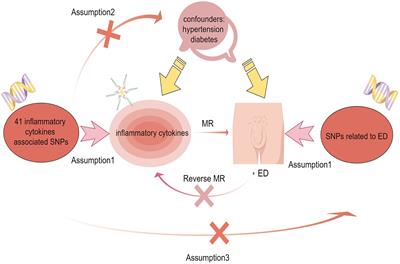 Inflammatory cytokine profiles in erectile dysfunction: a bidirectional Mendelian randomization
